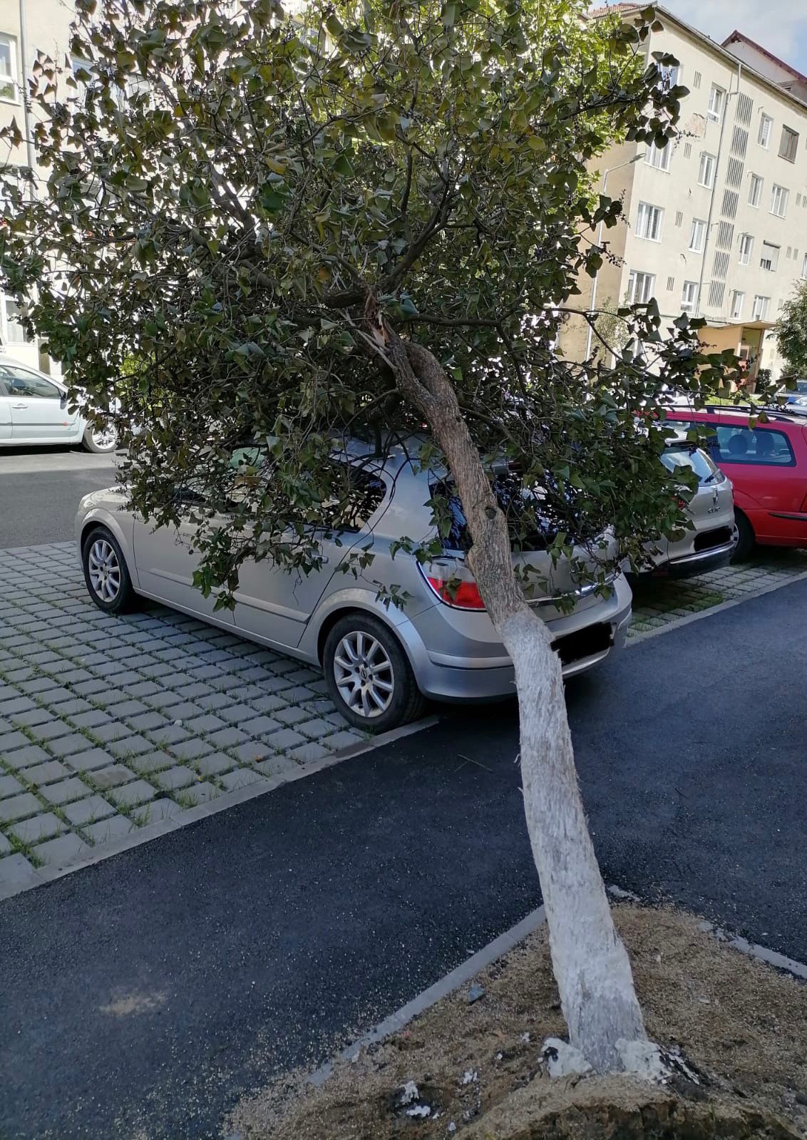 FOTO-Urmările vântului puternic de astăzi: Copaci doborâți pe mașini, acoperișuri afectate