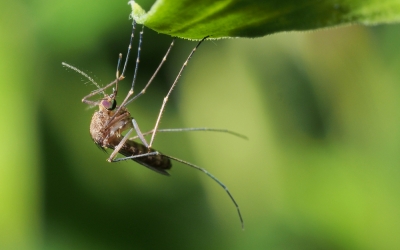 Virusul West Nile, depistat la un bărbat de 67 de ani din Agnita. A fost internat 10 zile