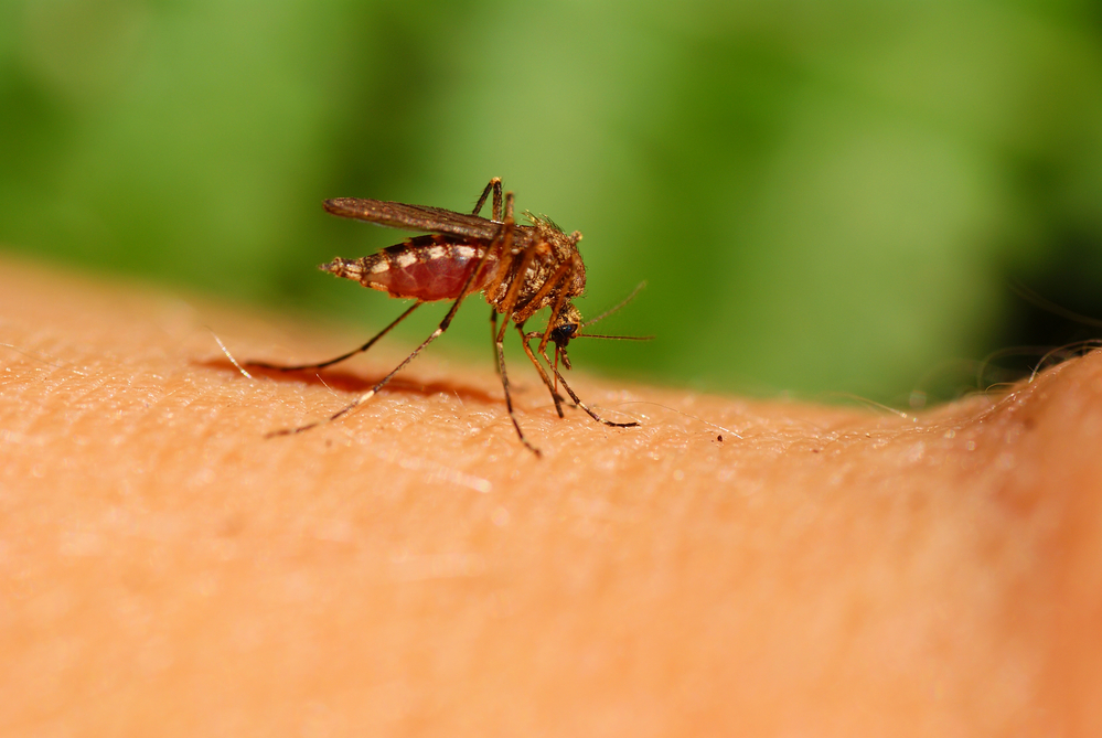 Un caz de  West Nile la Sibiu. Se recomandă populaţiei să evite expunerea la ţânţari