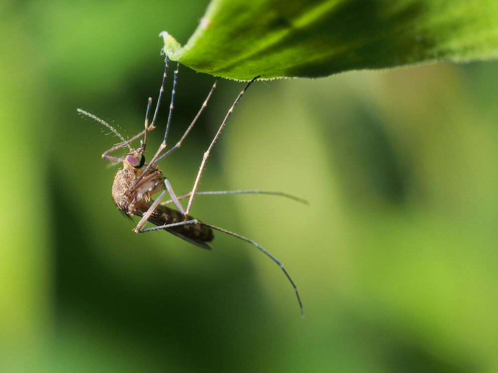 Virusul West Nile, depistat la un bărbat de 67 de ani din Agnita. A fost internat 10 zile