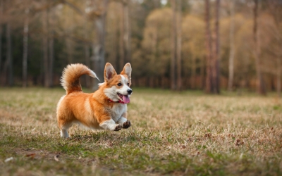 După decesul reginei Elisabeta a II-a, preţul de vânzare al câinilor Corgi atinge noi recorduri