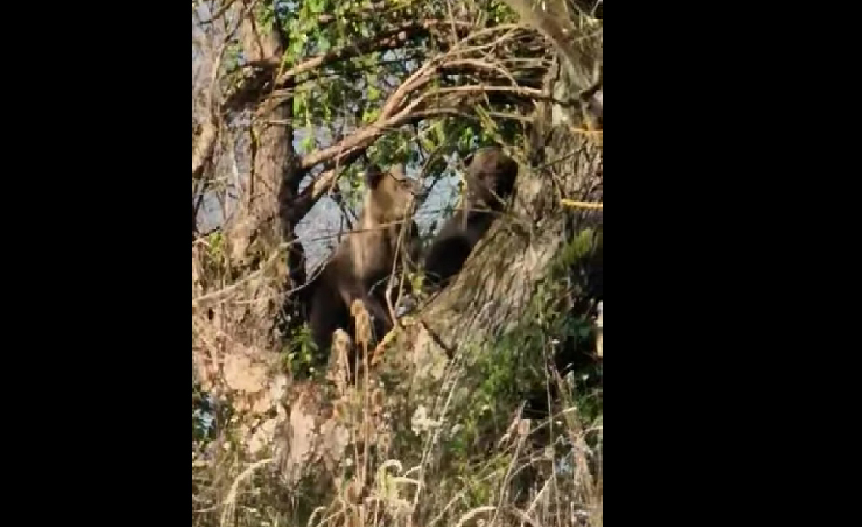 Imagini virale cu o ursoaică și puiul ei pe malul Oltului,  în zona Porumbacu de Jos