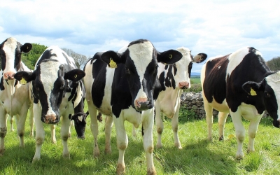DN AGRAR, cel mai mare producător de lapte de vacă din România, anunță o nouă investiție în Sibiu: fabrică de compost