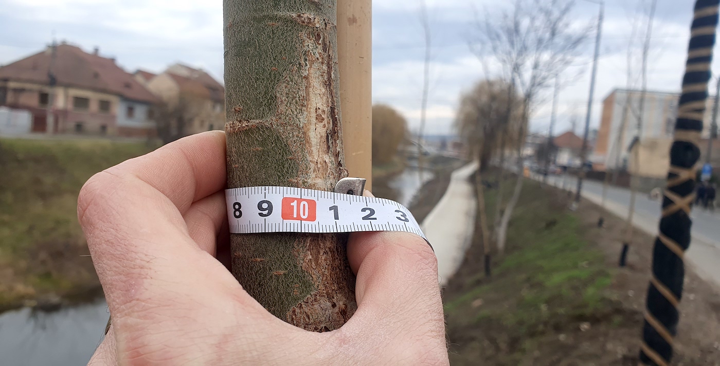 Noile sălcii de pe Cibin, mai subțiri decât era prevăzut. Primăria: era nevoie de gropi prea mari pentru copacii de talie mare