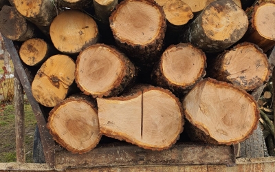 Consilier local din Șeica Mare, prins cu lemn fără acte în curte. ”S-a dat amendă contravențională, nu are dosar penal”
