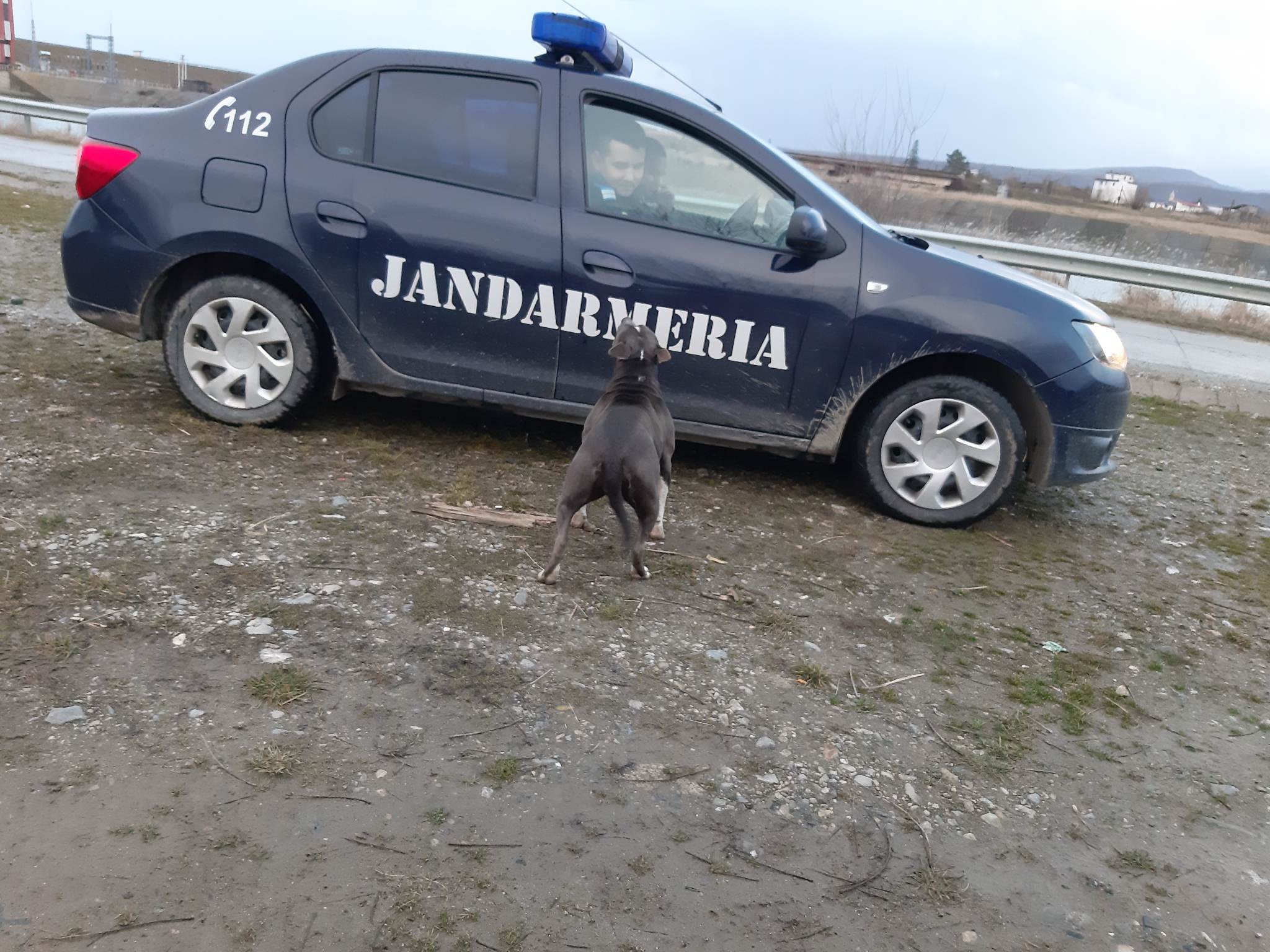 Operațiunea de salvare a unui pitbull periculos, abandonat lângă Sibiu. „Cel mai probabil a fost maltratat și exploatat pentru lupte ilegale de câini”