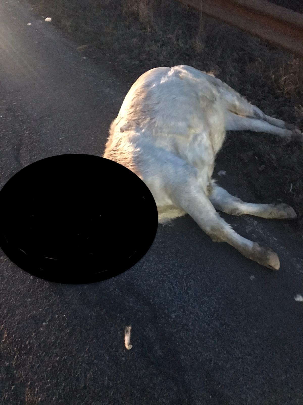 Ani de sesizări și apeluri la poliție, făcute degeaba: vacă omorâtă de mașină între Sibiu și Rășinari