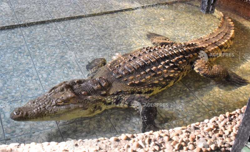 Cel mai mare crocodil din România se află la Zoo Sibiu: ”Are vreo patru metri şi 280 de kilograme”