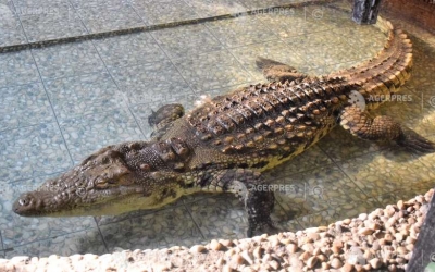 Cel mai mare crocodil din România se află la Zoo Sibiu: ”Are vreo patru metri şi 280 de kilograme”