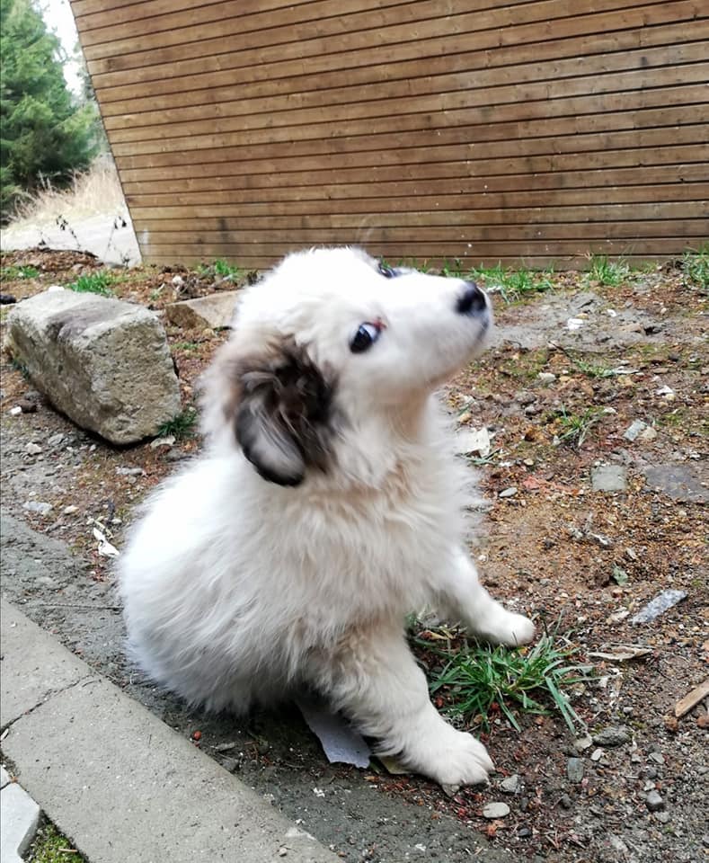 Trei căței abandonați în Păltiniș, găsiți de Salvamont Sibiu. „Așteaptă să le găsim o familie”
