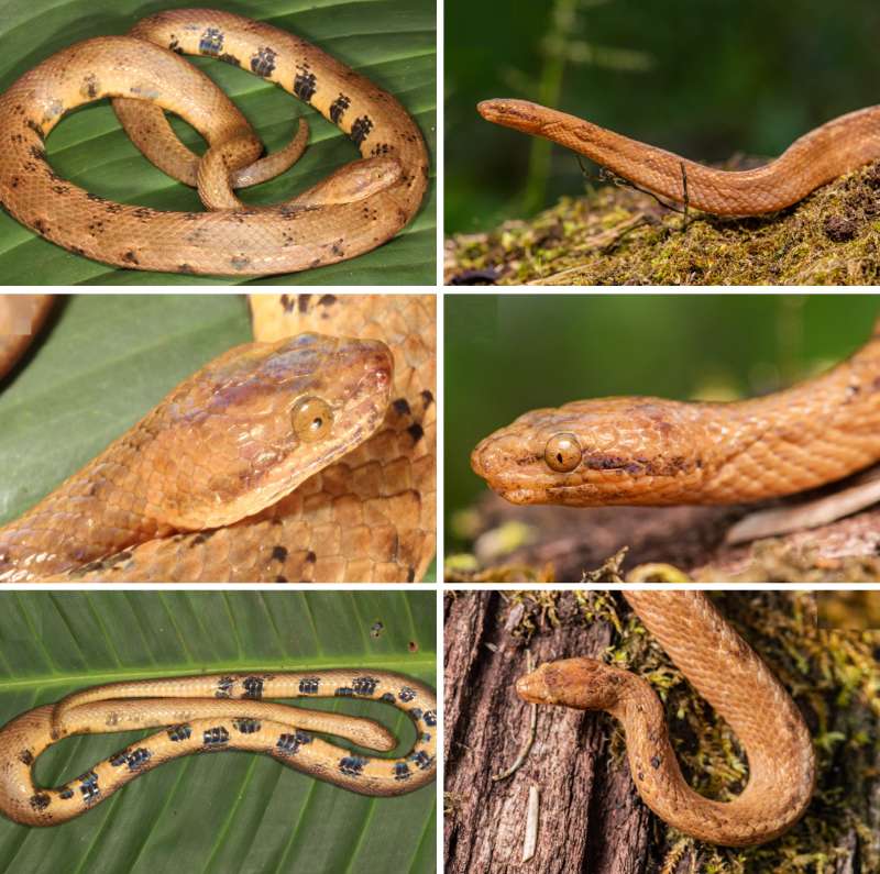 O nouă specie de boa pitic a fost descoperită în Amazonia ecuadoriană