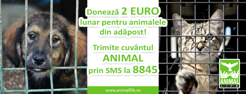 Peste 2000 de animale castrate prin grija Animal Life. Susține asociația printr-un SMS