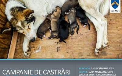 Animal Life: Campanie de sterilizare gratuită a câinilor și pisicilor, la Șura Mare
