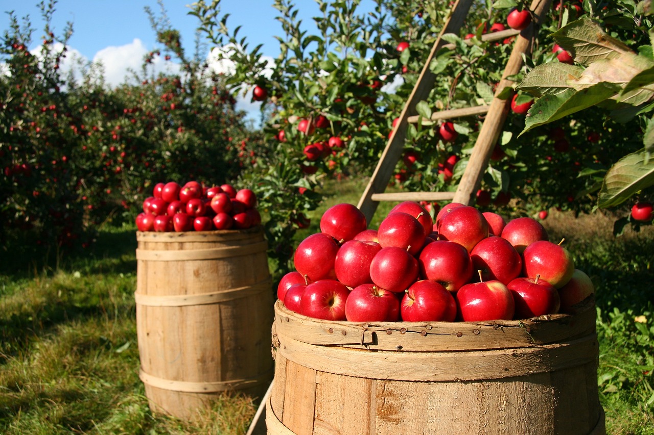 Târg de mere la Sibiel, în weekend. „Soiuri de mere vechi care nu se mai găsesc în comerțul actual. Multe dintre ele erau consumate de sași pentru diferite afecțiuni”