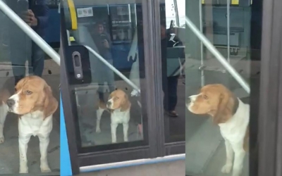 Cățel Beagle uitat într-un autobuz Tursib. Până să-i găsească proprietarul, câinele s-a pierdut din nou