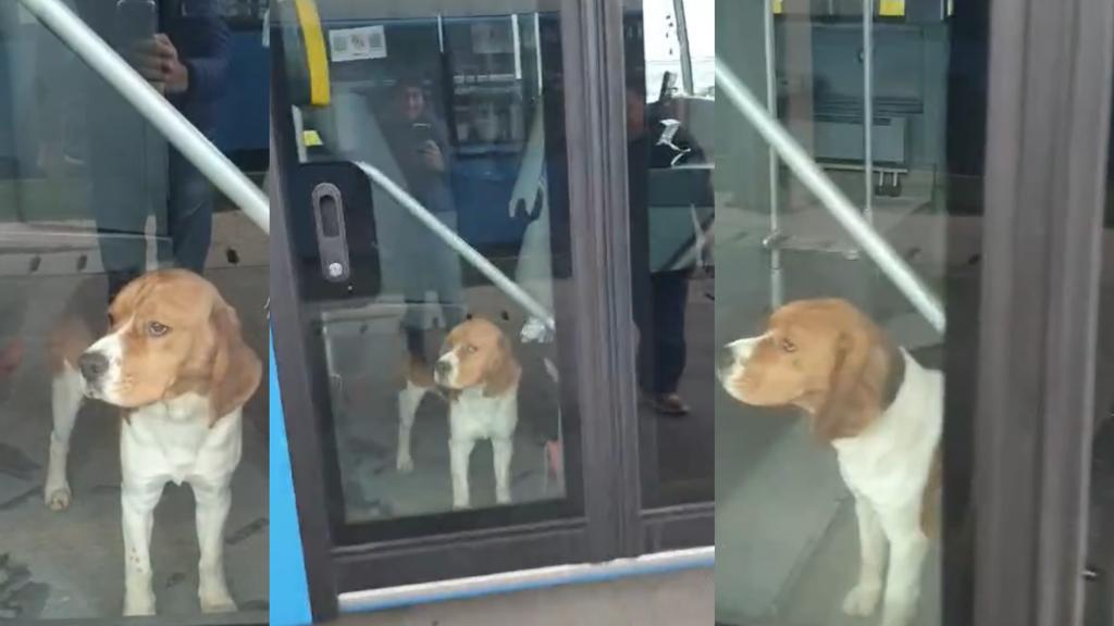 Cățel Beagle uitat într-un autobuz Tursib. Până să-i găsească proprietarul, câinele s-a pierdut din nou