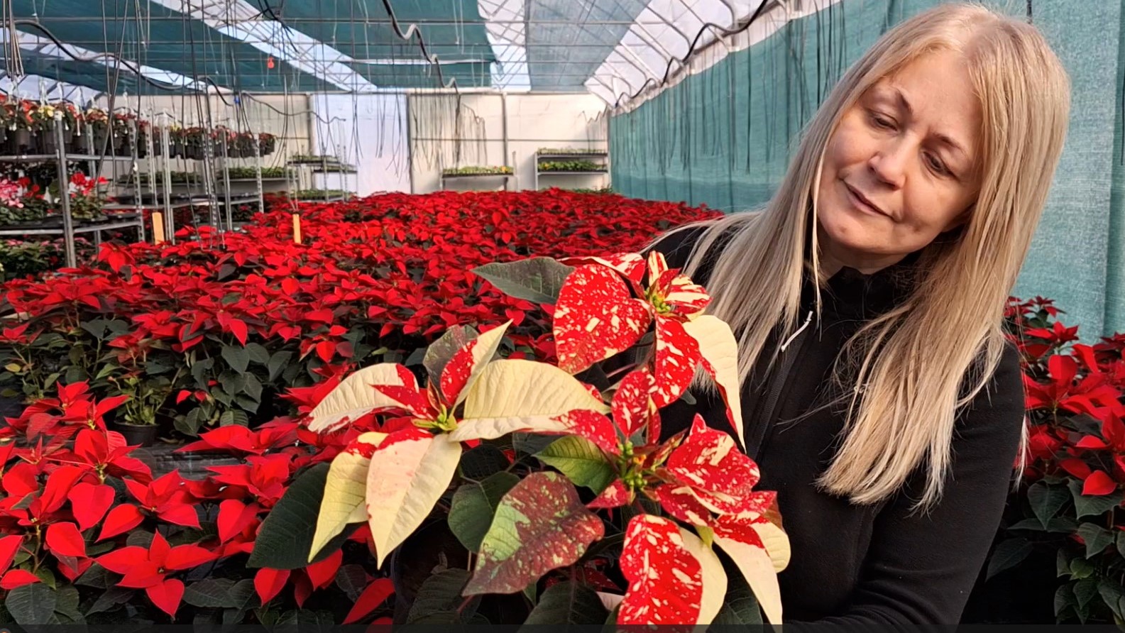 Crăciunul vine mai devreme la Pepiniera Camelia. Sfaturi pentru îngrijirea corectă a Crăciuniței, vedeta sezonului de iarnă