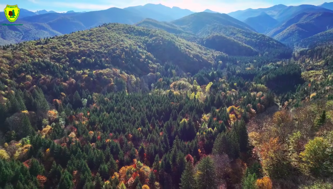 Imagini superbe din dronă cu pădurile din zona Avrigului, în culori de toamnă