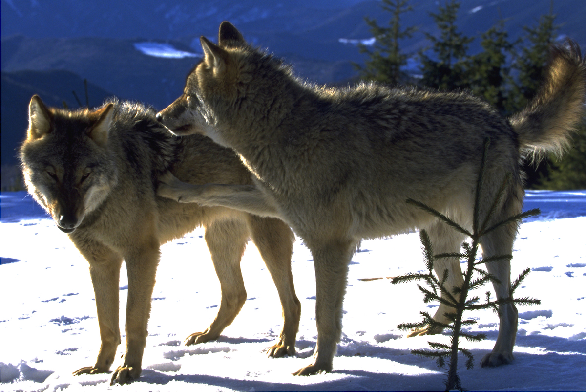 Studiu: Pentru prima dată, în România s-a observat hibridizarea dintre lupi și câini. În Carpații Meridionali lupii sunt împărțiți în șase haite