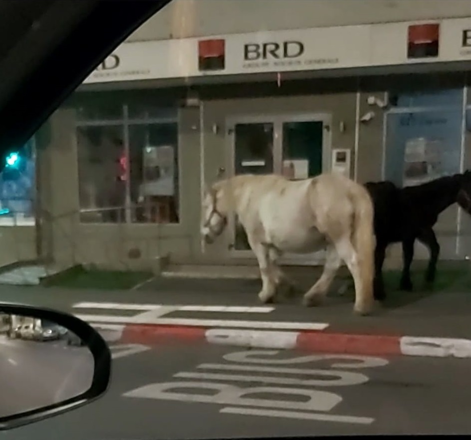 Sibiu, sat frumos. Cai liberi pe artera smart a Sibiului. Polițiștii locali nu i-au mai găsit