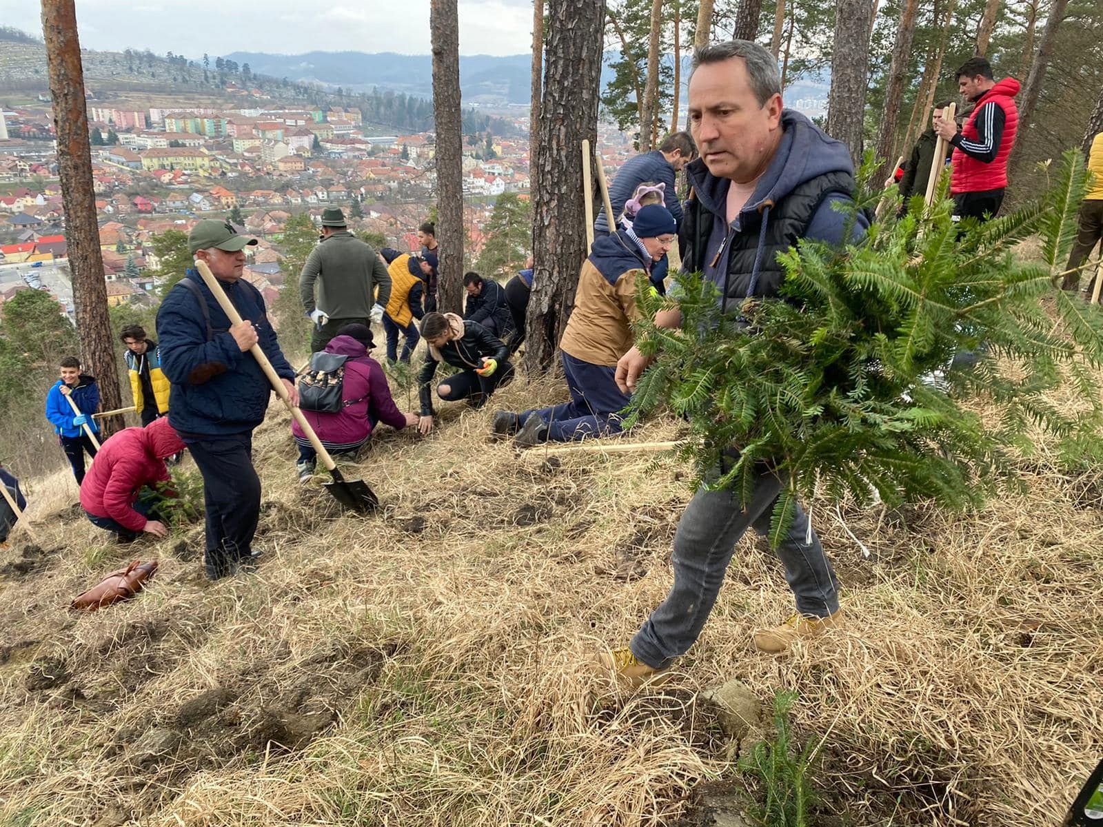 Plantare de puieți în municipiul Mediaș