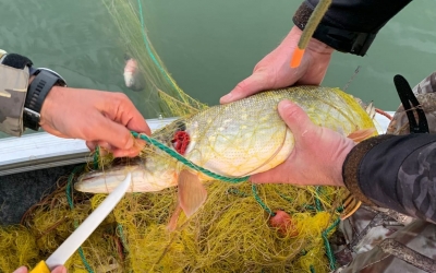 La furat, în ajunul Zilei Naționale: Aproape o jumătate de tonă de pește scoasă din plasele braconierilor, la Bradu