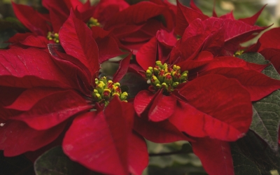 Pericolele din aranjamentele de sărbători: Crăciuniţa, cetina de tisă şi vâscul sunt plante deosebit de toxice