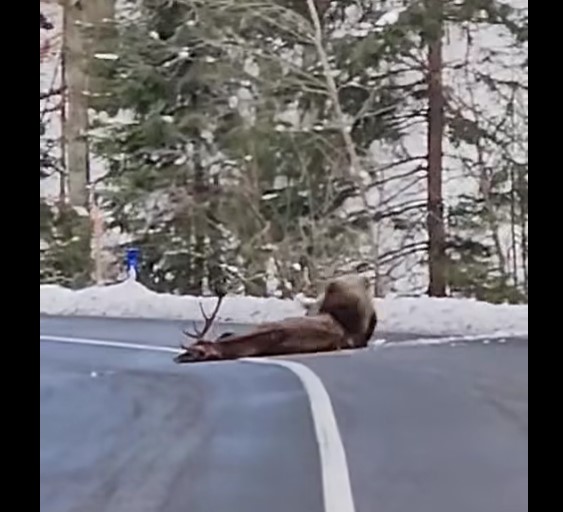 O știre falsă a devenit virală: Cerbul atacat de urs pe stradă este din Slovacia, nu de la Păltiniș