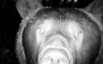 Efectul filmat al gardurilor electrice în județul Sibiu: urșii sunt redirecționați către casele oamenilor