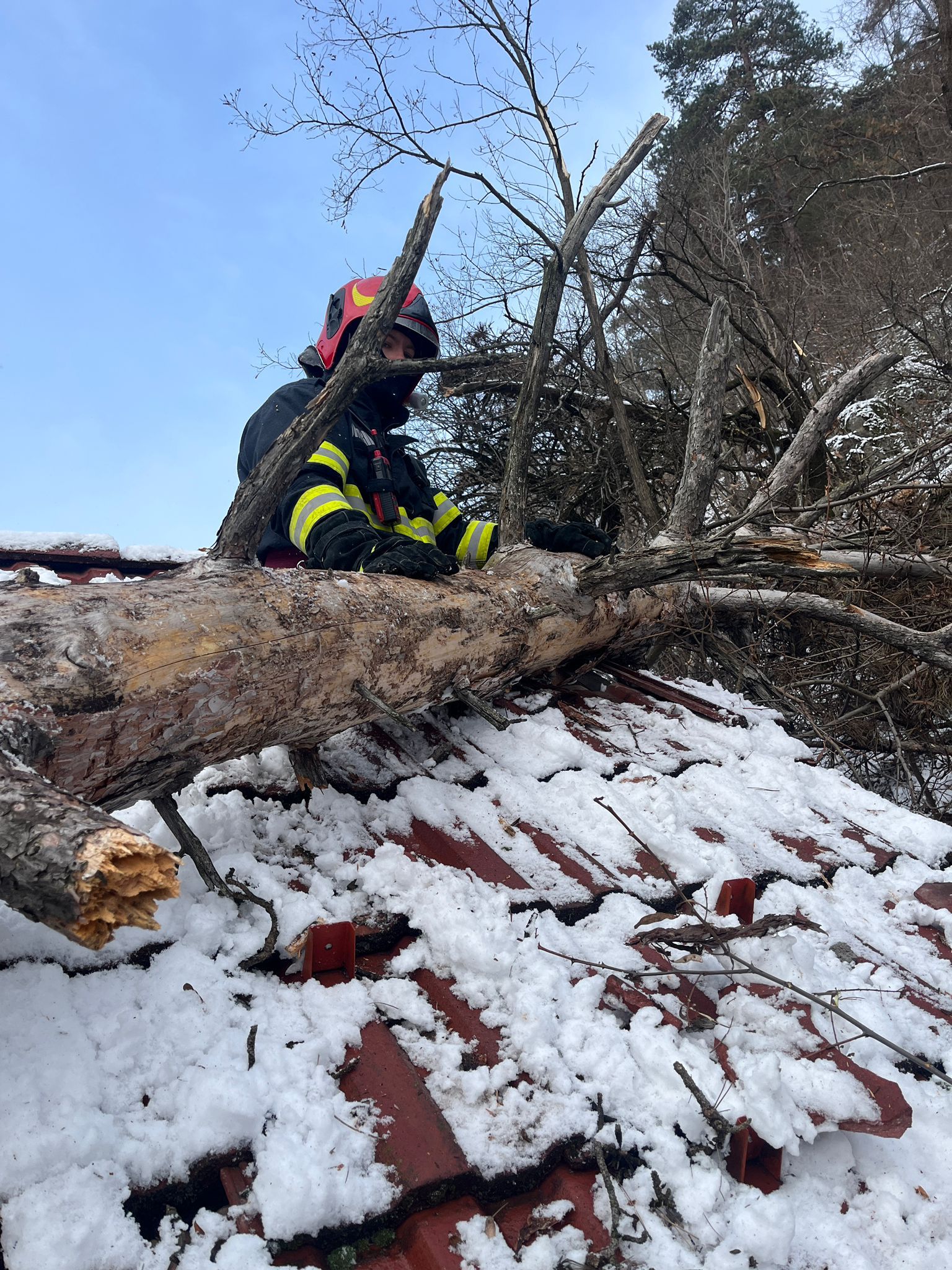 Doi copaci au căzut în Sibiu din cauza vântului, unul dintre ei pe Calea Dumbrăvii
