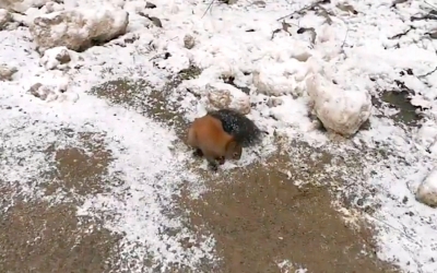 Vestea bună a zilei: Veveriță salvată după ce a fost găsită aproape înghețată pe marginea drumului
