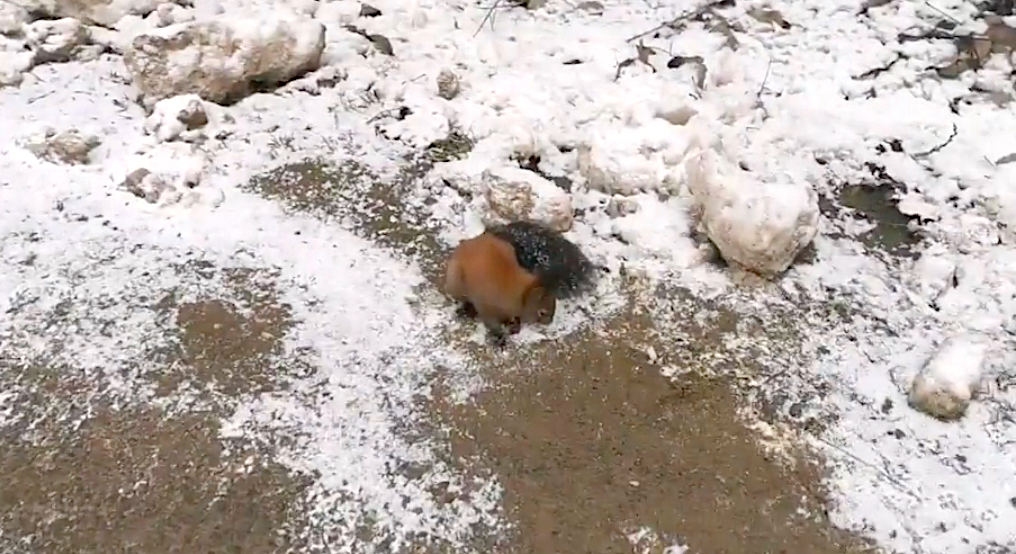 Vestea bună a zilei: Veveriță salvată după ce a fost găsită aproape înghețată pe marginea drumului