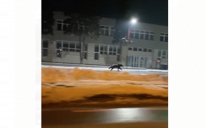 VIDEO, urs filmat în Sibiu, pe Ștefan cel Mare. A fost emis mesaj RoAlert