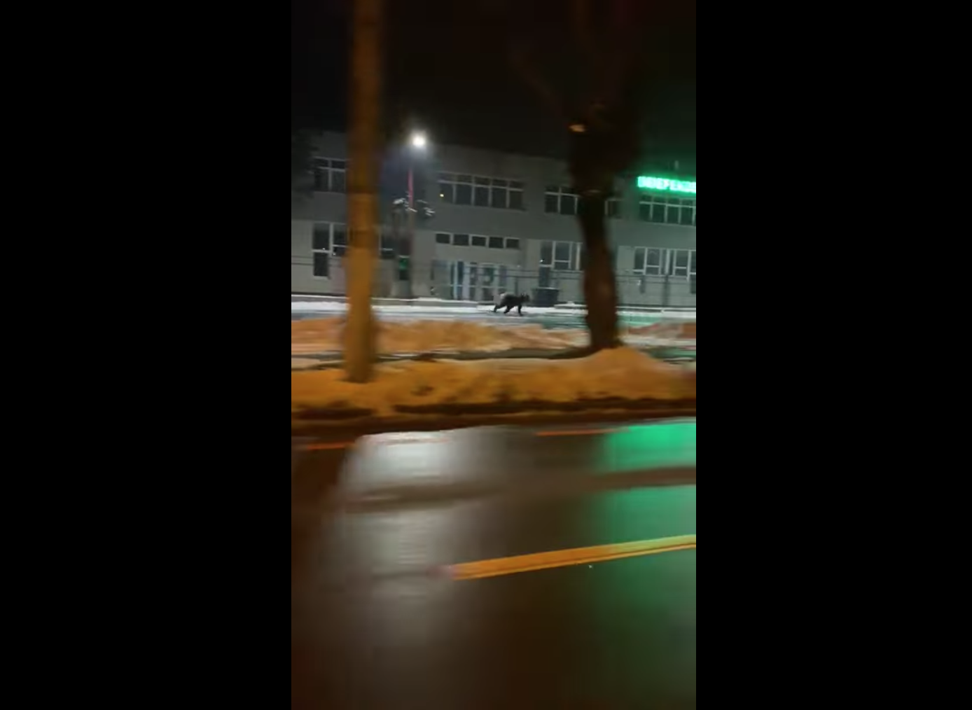 Primăria Sibiu, despre apariția ursului în oraș: Am comandat fondului de vânătoare să alunge animalul