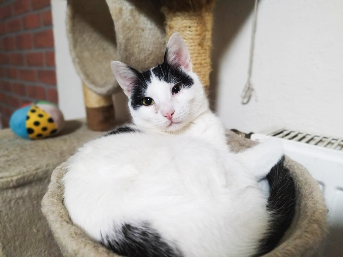 pisici de adoptat