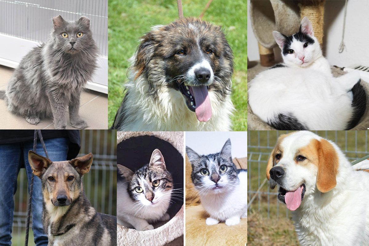 Prietenii noștri necuvântători. Adoptă următorul membru al familiei și sprijină Animal Life