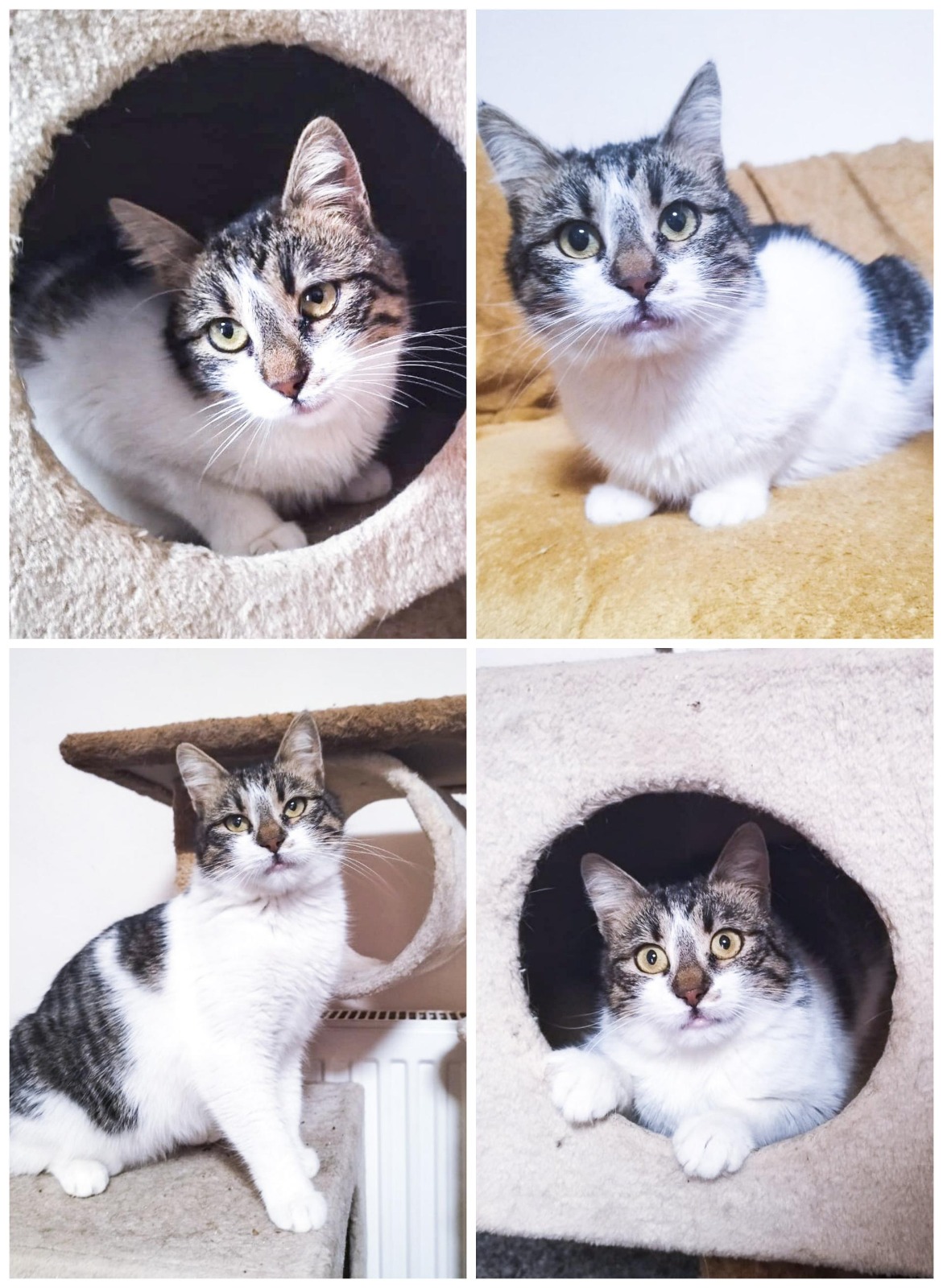 pisici de adoptat