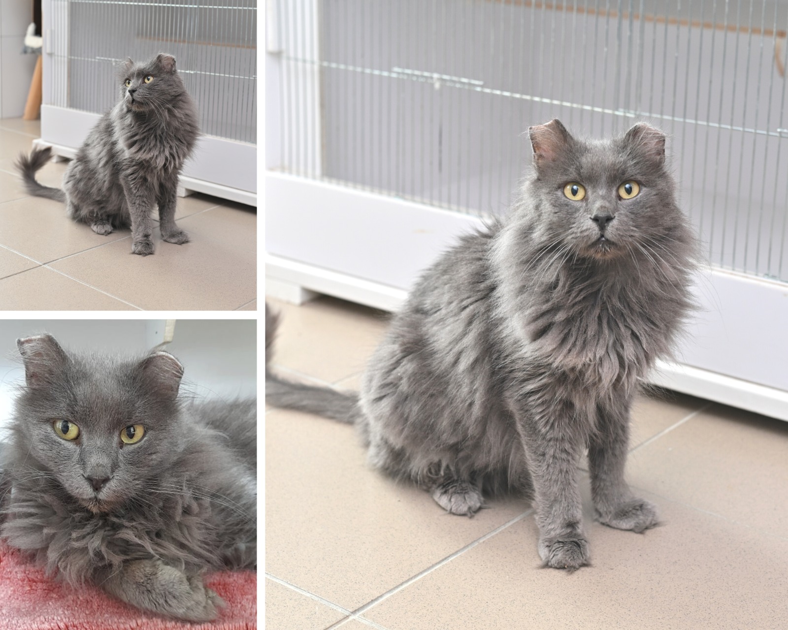 pisici de adoptat