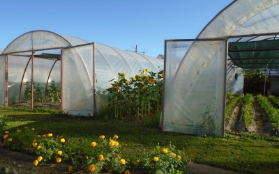 Sibienii pot avea propria grădină în oraș, în solarii închiriate: „Nu ajunge la sume exorbitante”