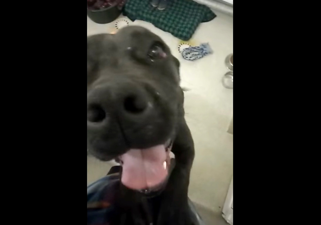 Bărbatul care a omorât un câine în bătaie a fost reținut de polițiștii sibieni. Al doilea câine bătut este în grija Animal Life