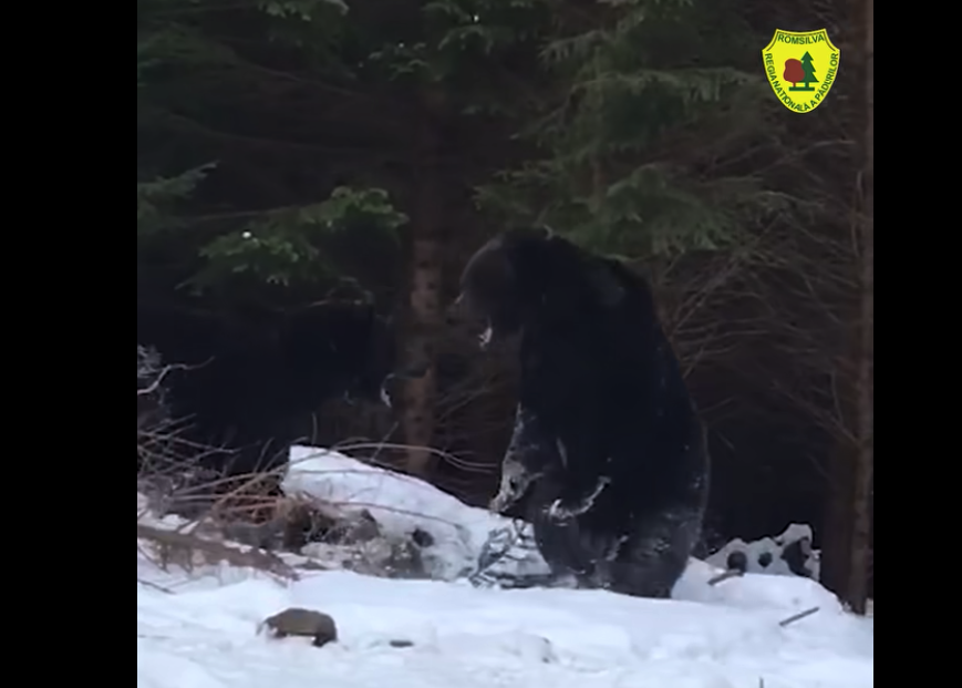 Imagini rare și spectaculoase cu o bătaie între doi urși, surprinse într-o pădure din Suceava