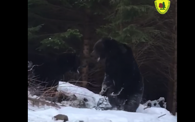 Imagini rare și spectaculoase cu o bătaie între doi urși, surprinse într-o pădure din Suceava