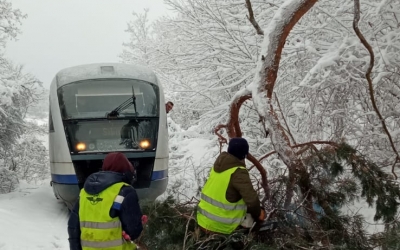 Întârzieri ale trenurilor din Sibiu din cauza unui copac căzut pe linii