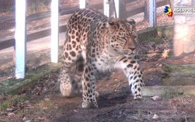 Leopardul de Amur: singurul exemplar din România este la Sibiu