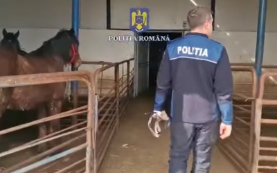 Perchezițiile din Brașov și Sibiu - în cadrul unei anchete privind vânzarea ilegală de carne de cal în Italia, cu complicitatea unor veterinari