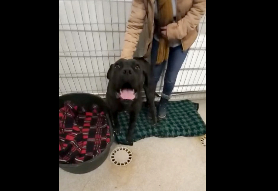 Control judiciar pentru bărbatul din Țichindeal care a bătut doi câini. Unul dintre animale a murit, celălalt a ajuns la Animal Life