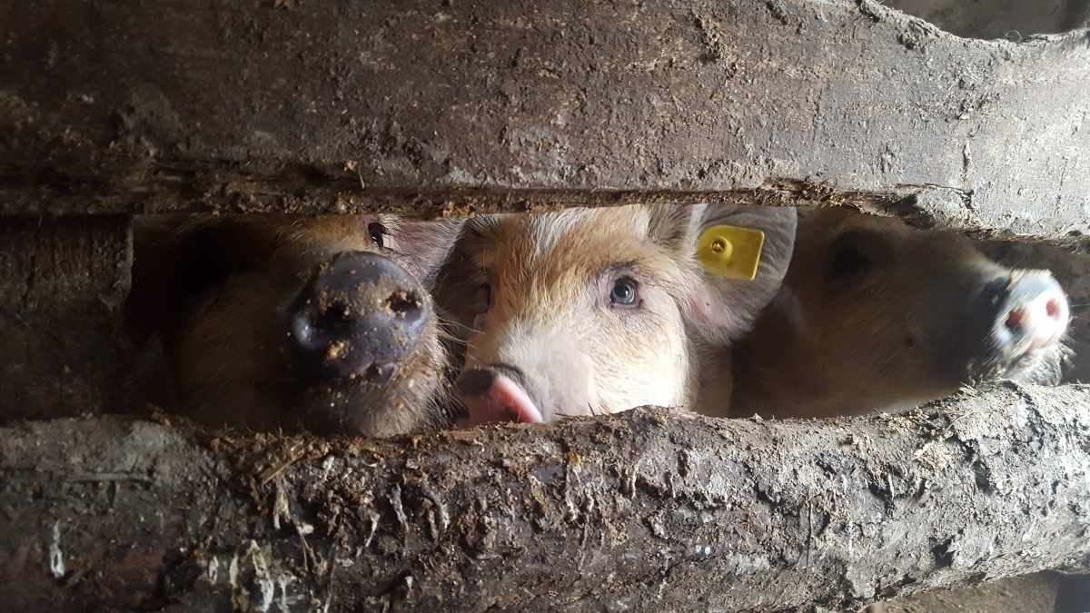 Crescătorii de porci Mangalița și Bazna vor primi în continuare ajutorul de la stat. Dan Limbășan: Aceste două rase sunt încă în pericol