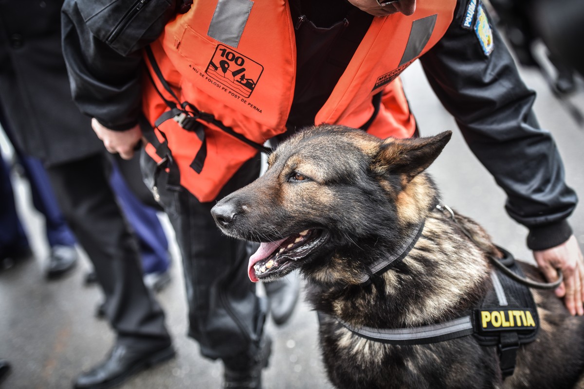 Ziua Poliției Române este sărbătorită la Sibiu cu ateliere, demonstrații canine și tur cu bicicleta. Centrul Chinologic își deschide porțile sâmbătă