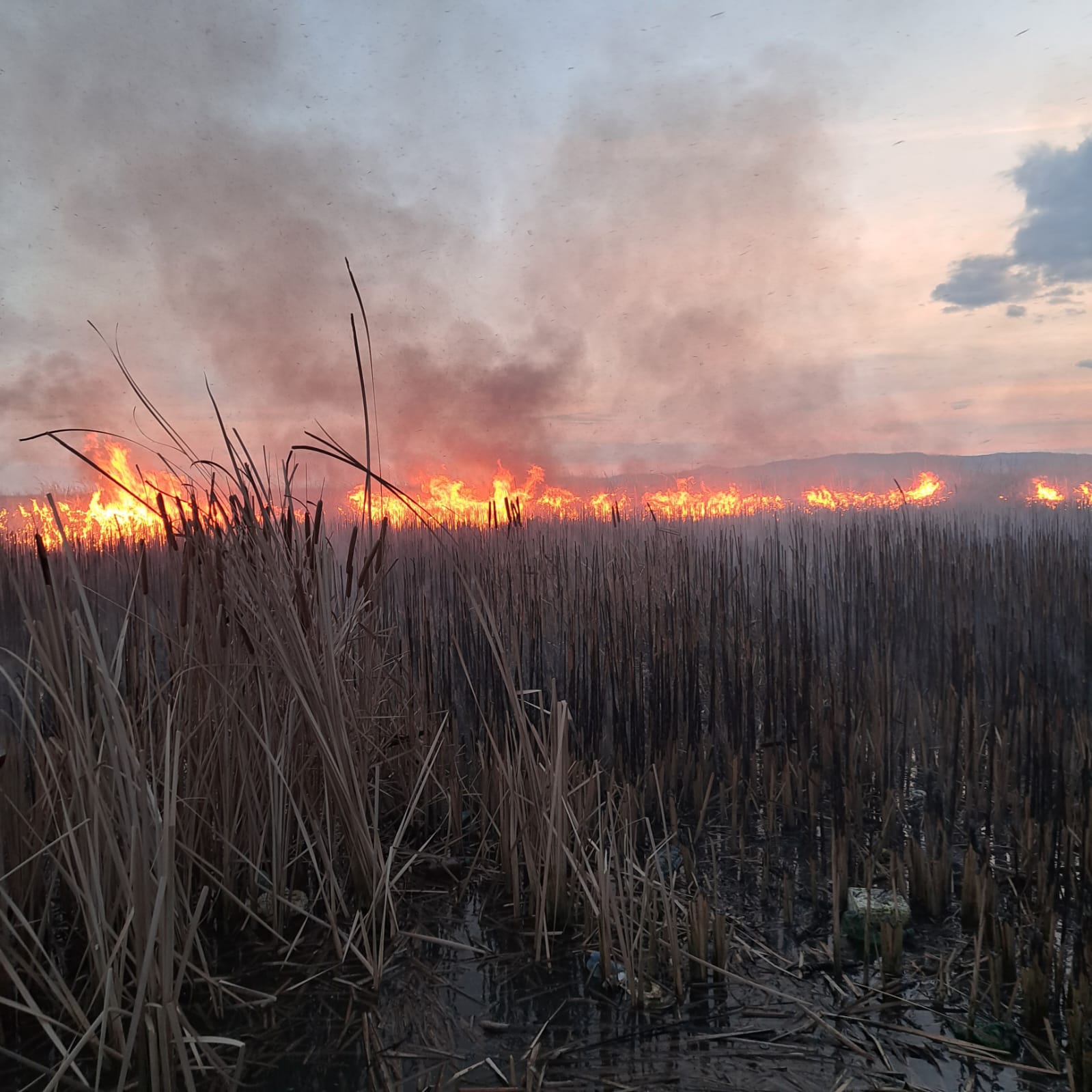 Actualizare: Incendiul dintr-o arie naturală protejată de pe Valea Oltului a fost lichidat