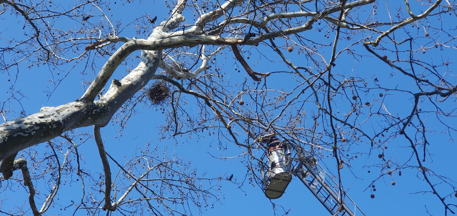 Primăria Sibiu distruge cuiburile de ciori din Parcul Astra